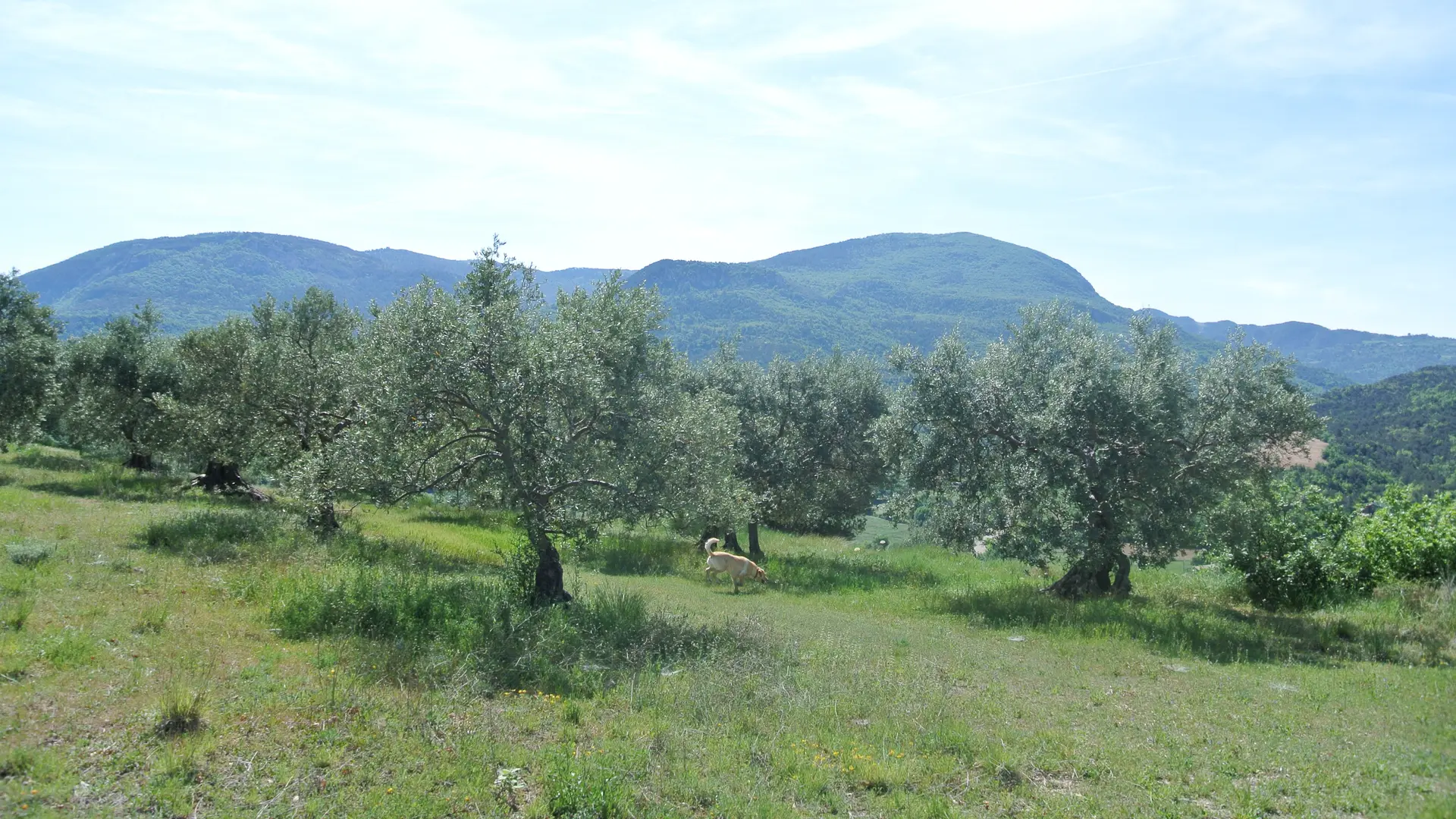 Oliviers à Estoublon