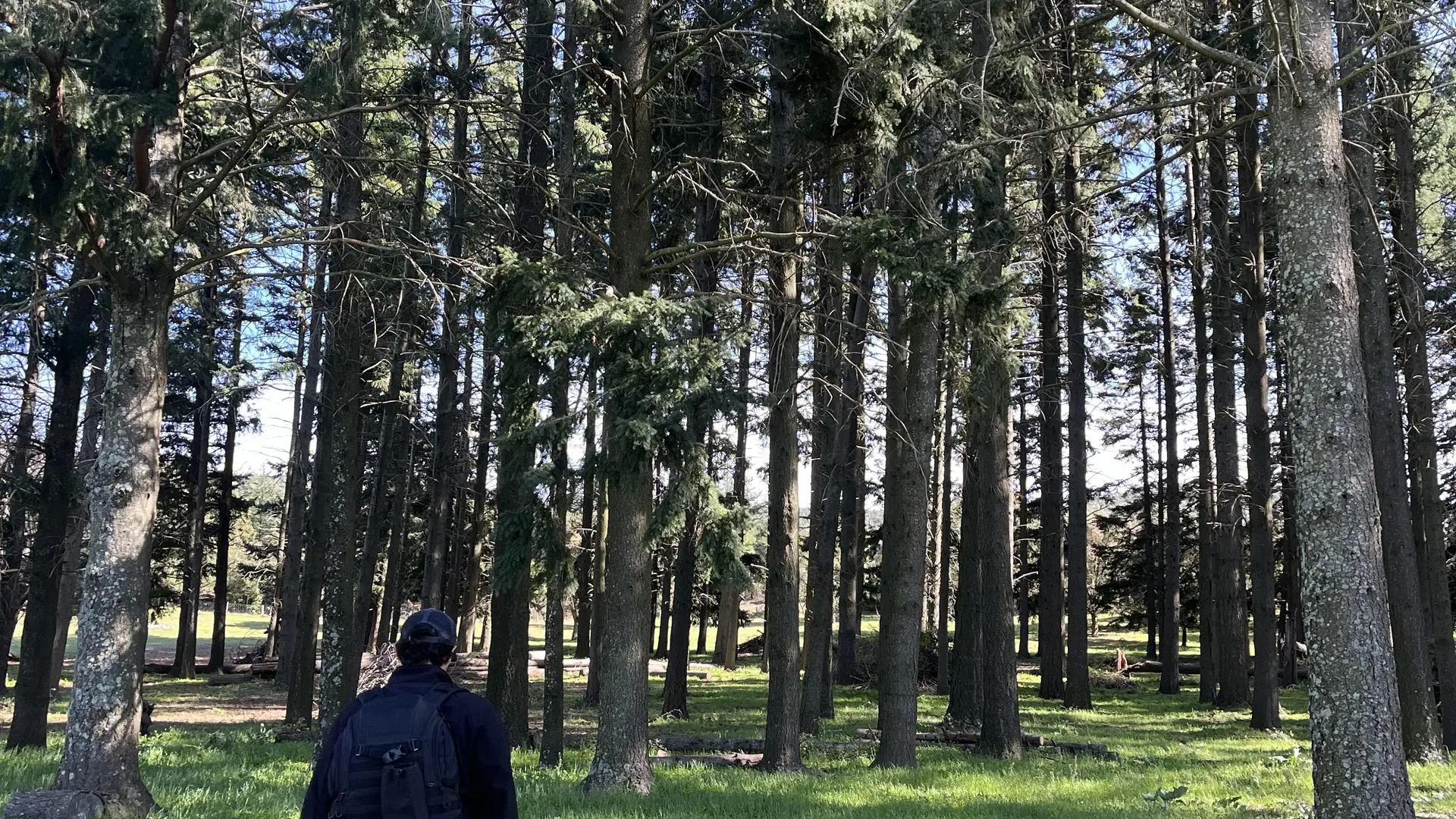 Forêt de résineux sur le Plateau Lambert