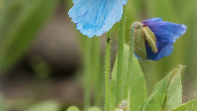 Pavot bleu de l'Himalaya