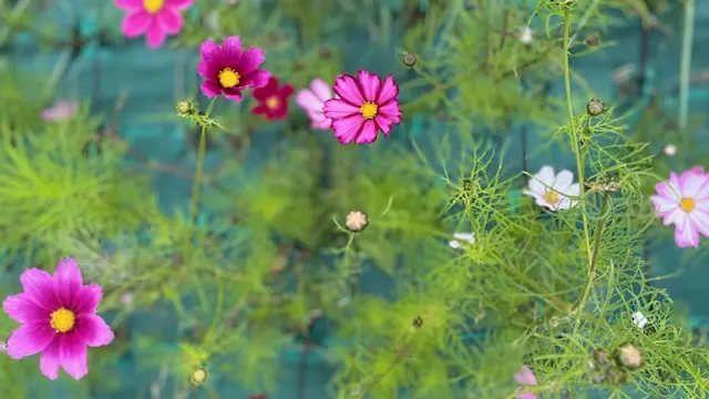 Cosmos