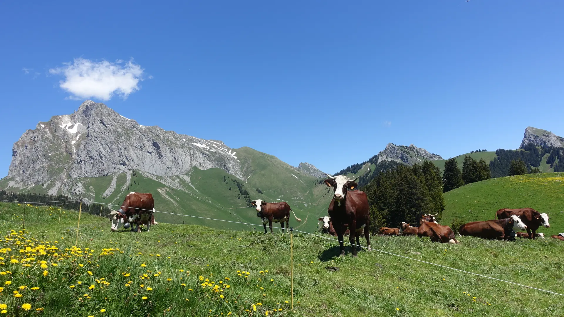Vaches Abondance à La Raille