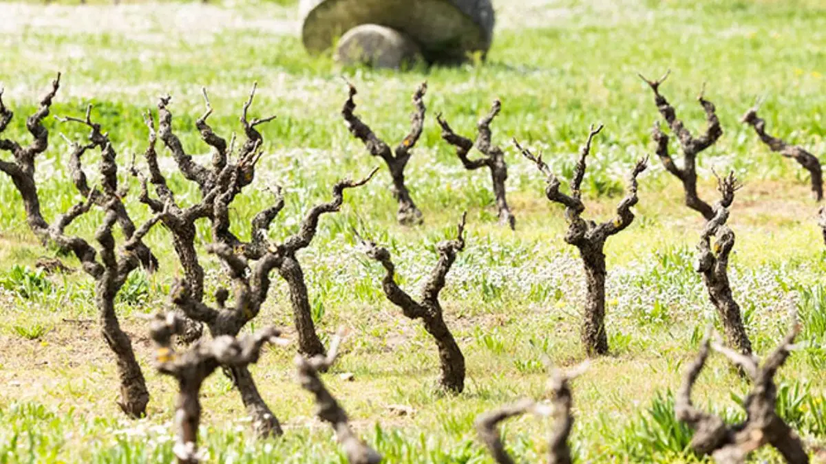 Pieds de vigne