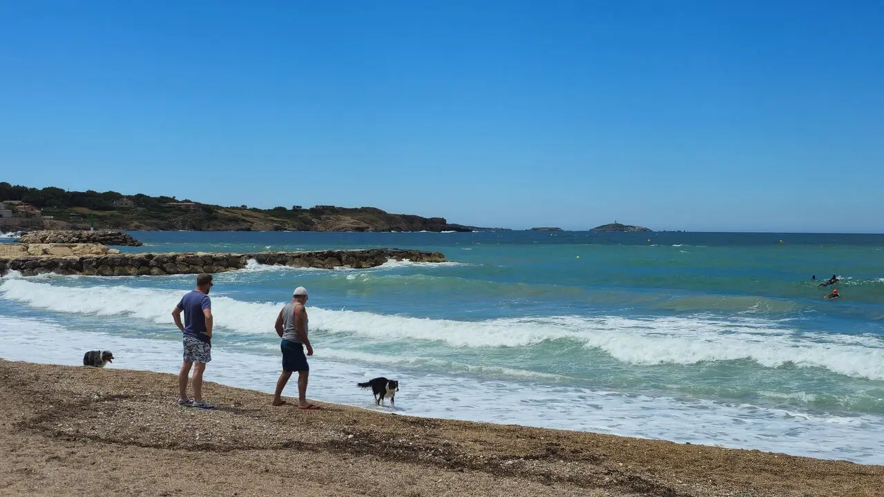 Dog Beach