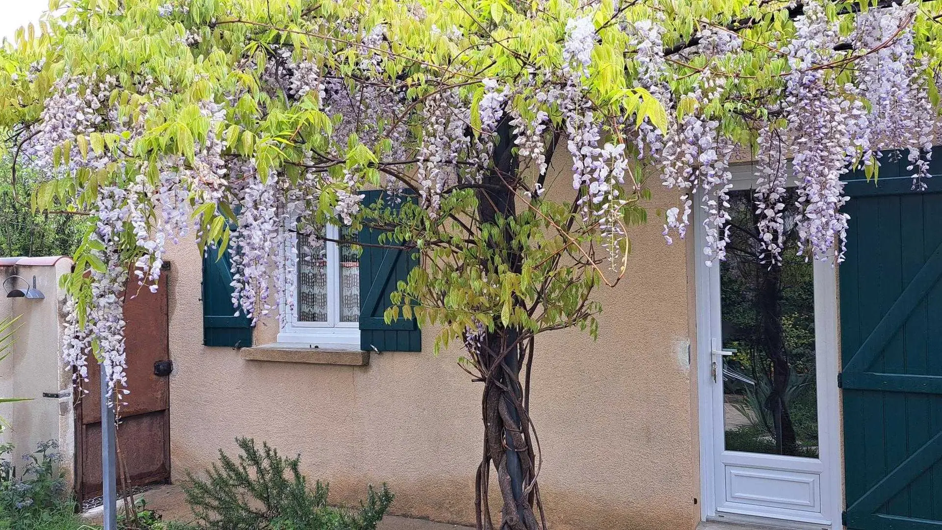 Tonnelle & sa Glycine sur l'entrée de L'Oustau dei Aucèus.