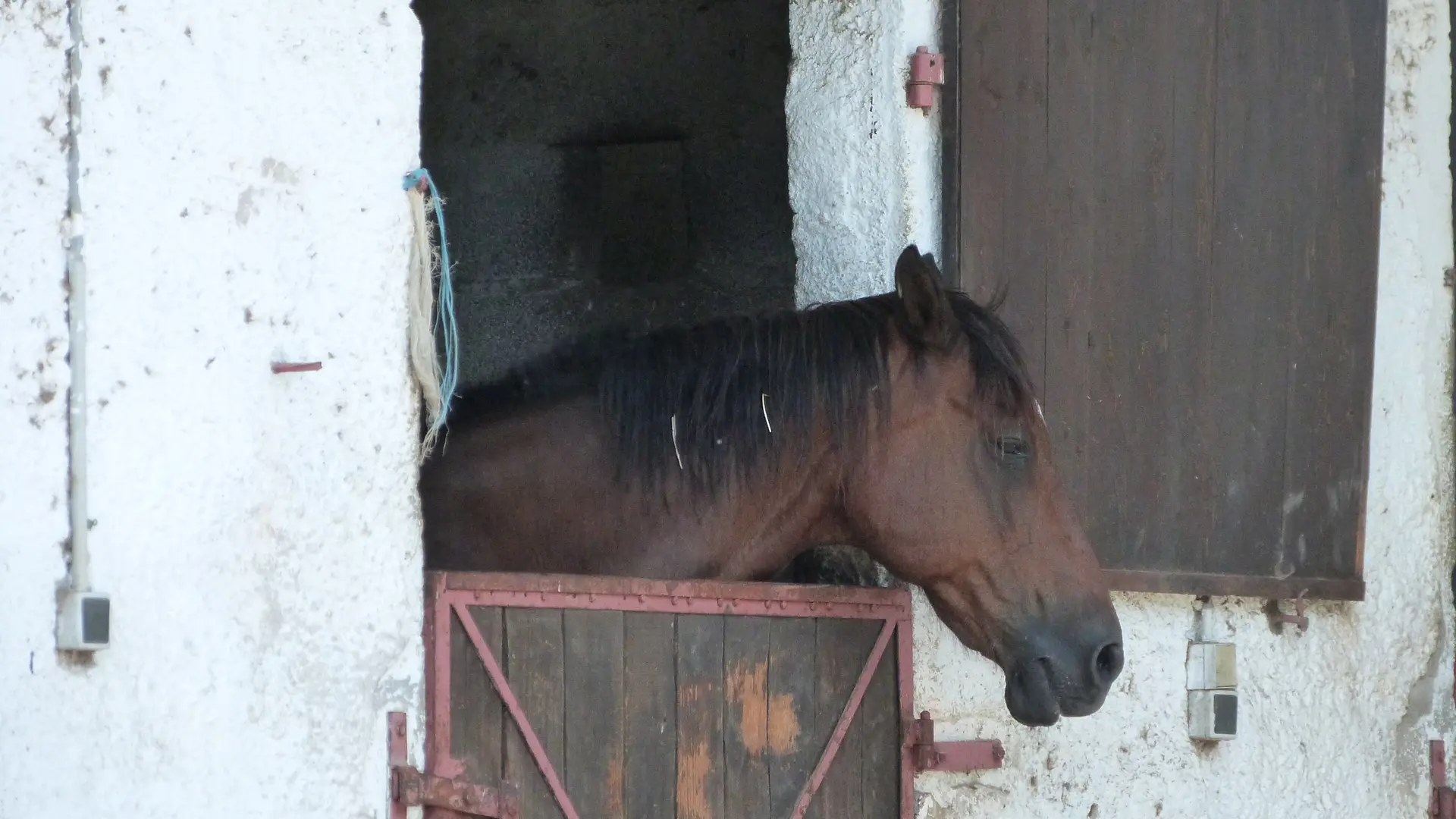 Chevaux