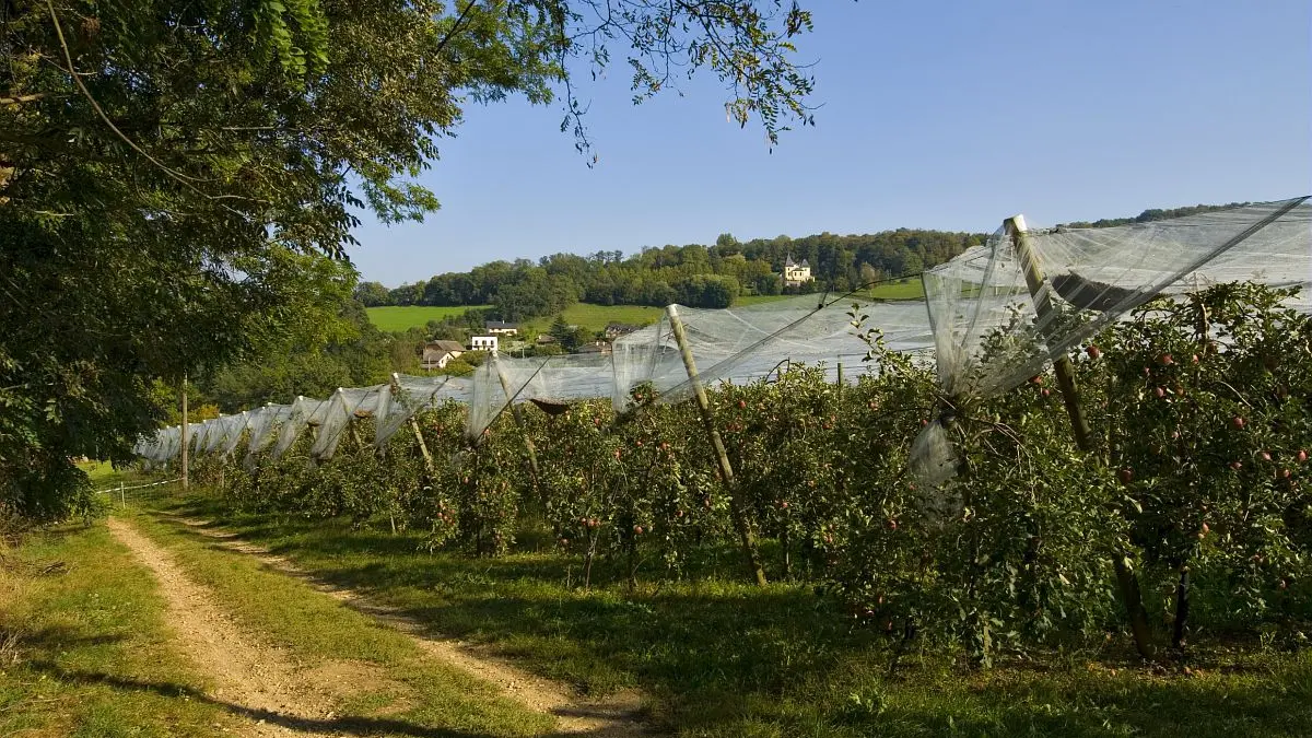 arboriculture