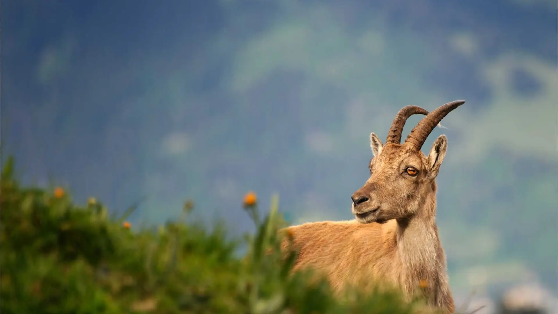 Faune du Mercantour