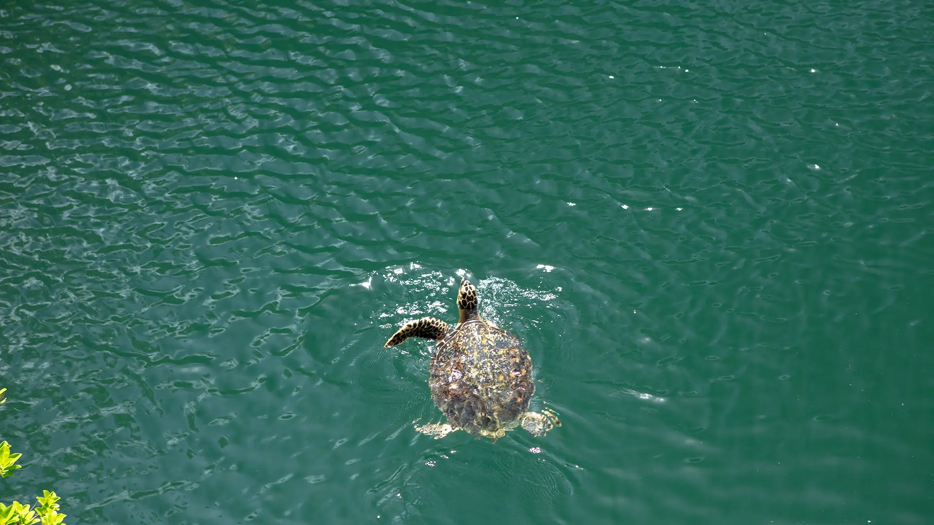 A turtle