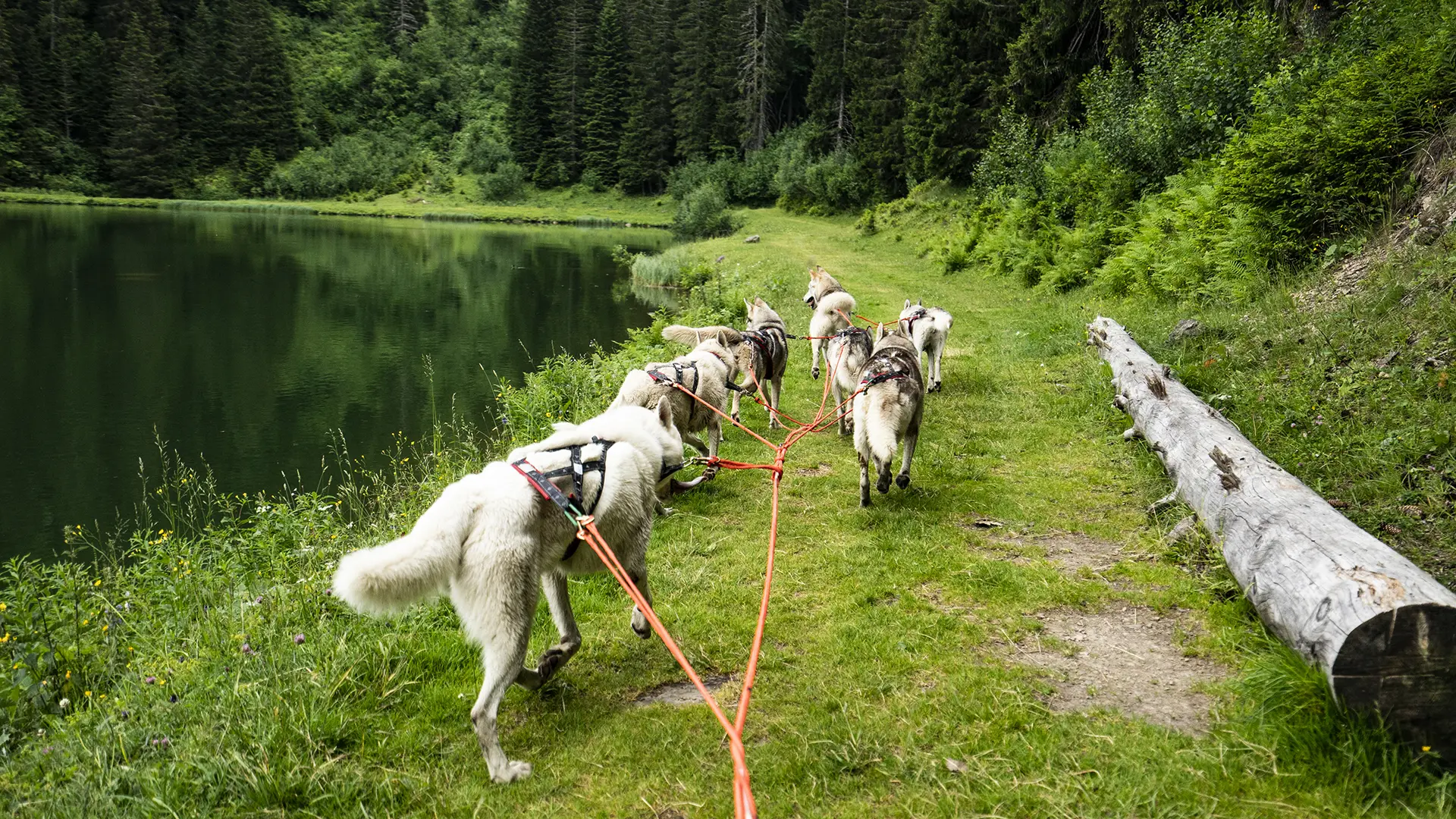 Cani'Kart
