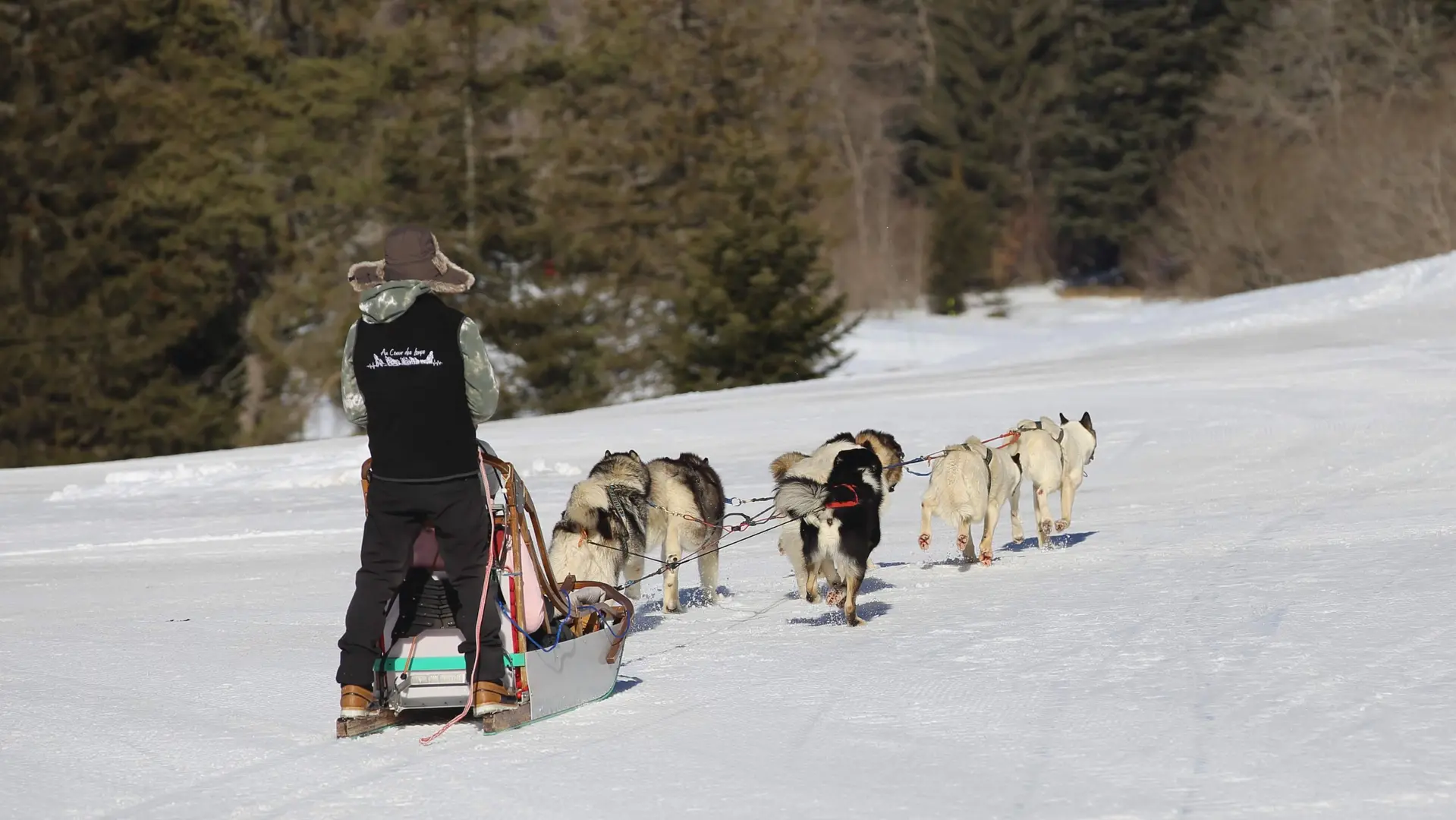 Au Coeur des Loups-Traîneau à chiens