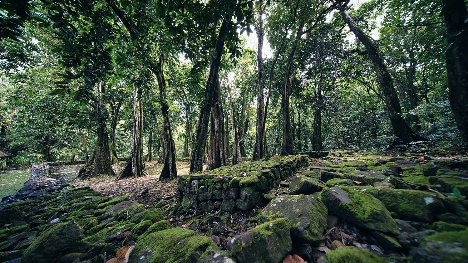 Marae De Opunohu Et Sentier Des Ancêtres -