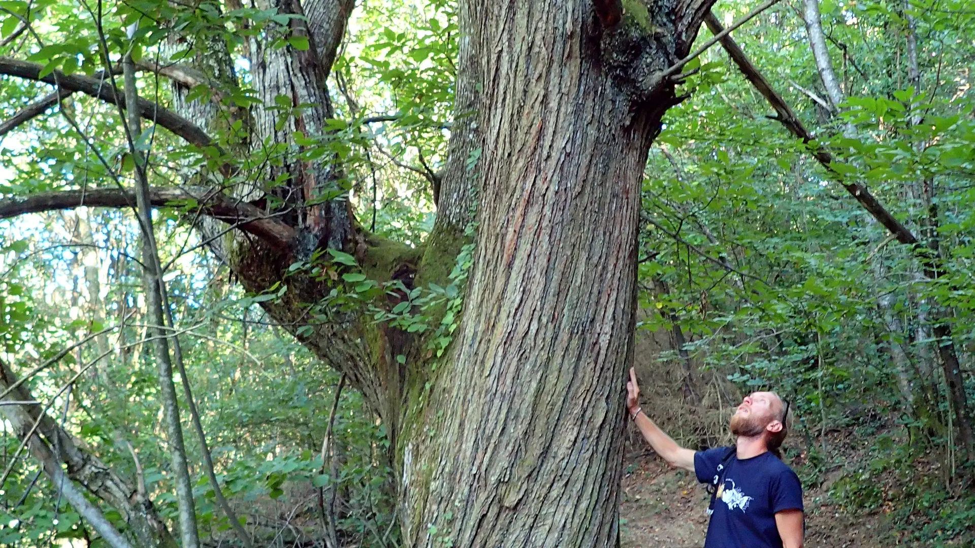 les arbres