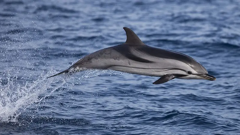 Sortie baleines et dauphins