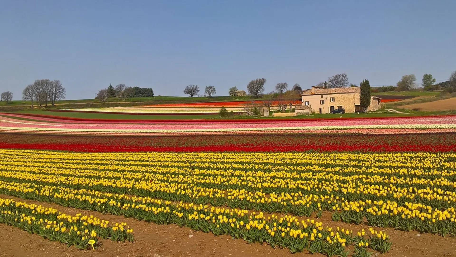Tulipes de la plaine de Lurs