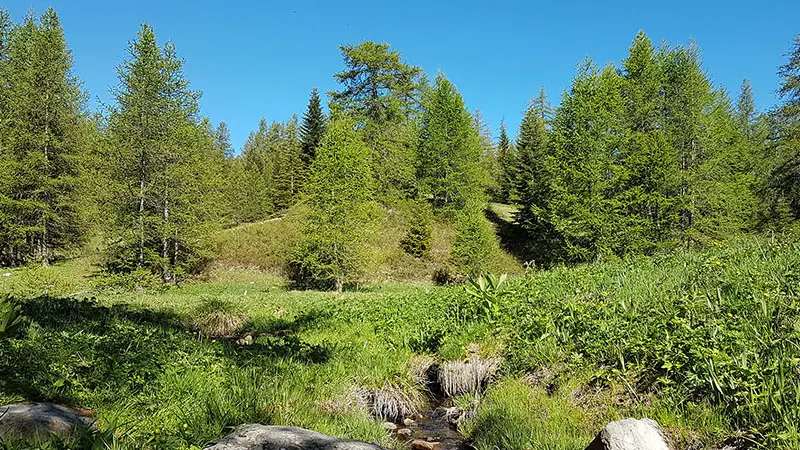 Cours d'eau serpentant le long de rochers dans une prairie luxuriante, conifères en arrière-plan