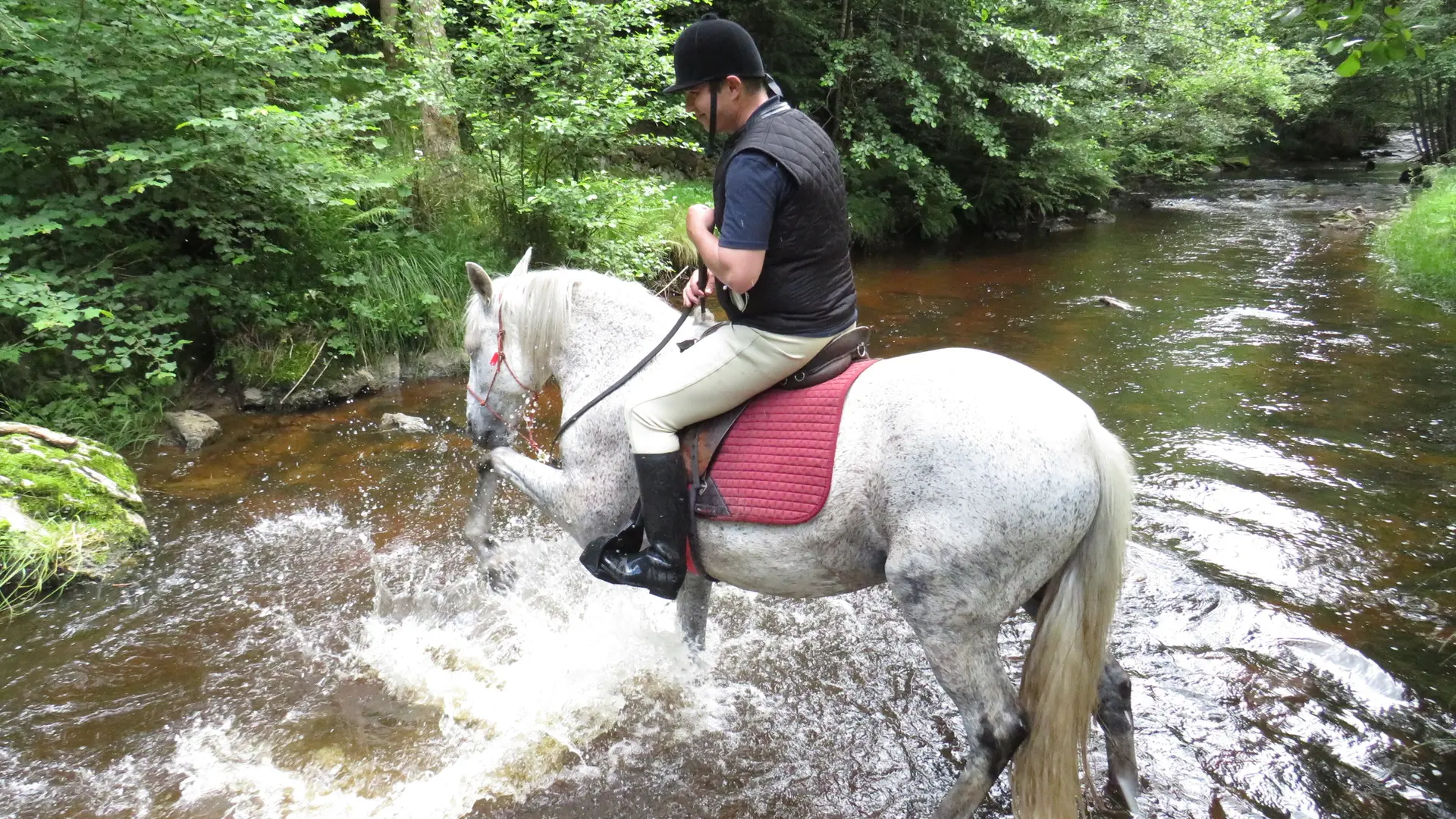 Les Chevaux de Capucine