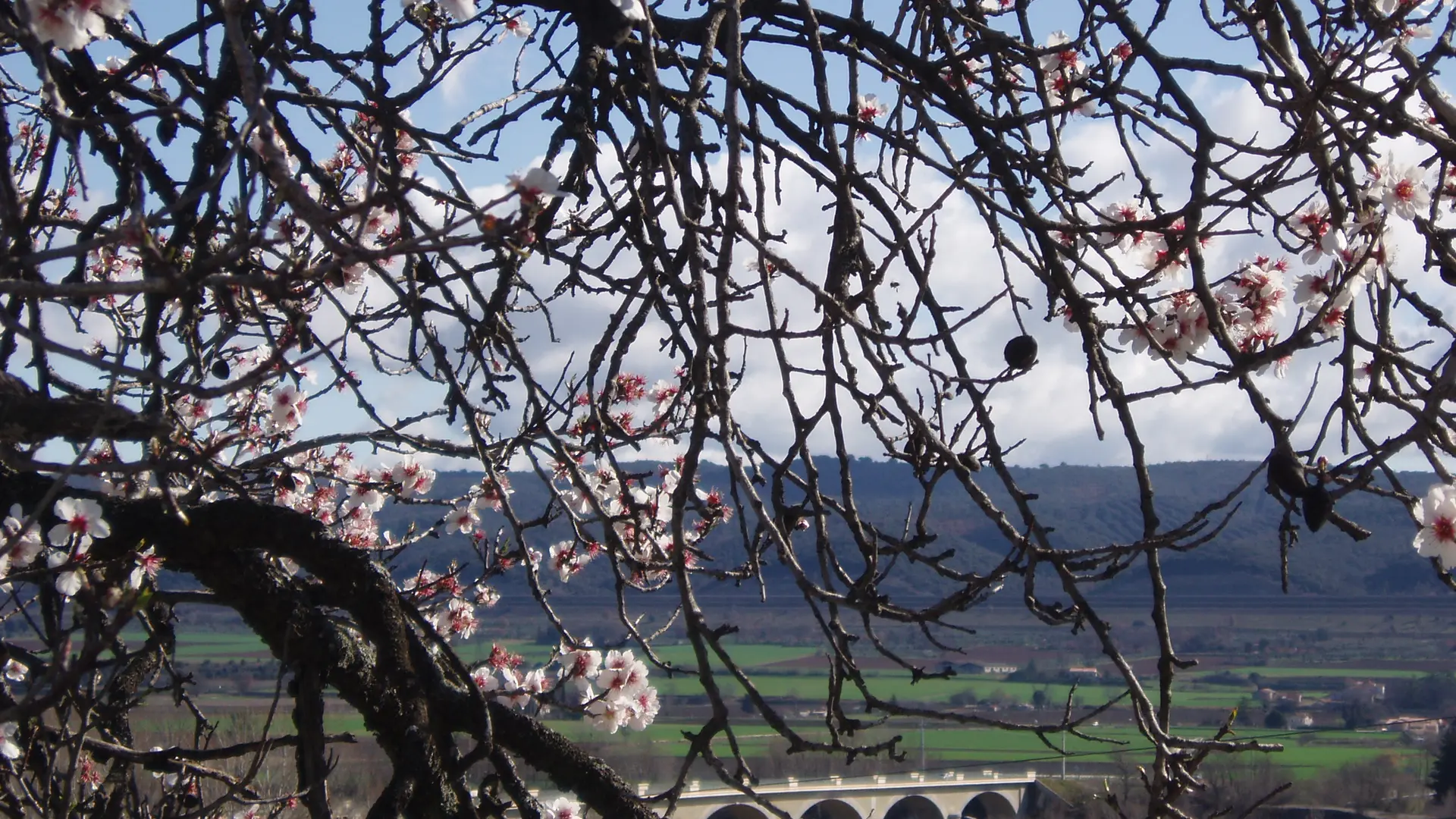 Pont de la Durance et amandiers fleuris