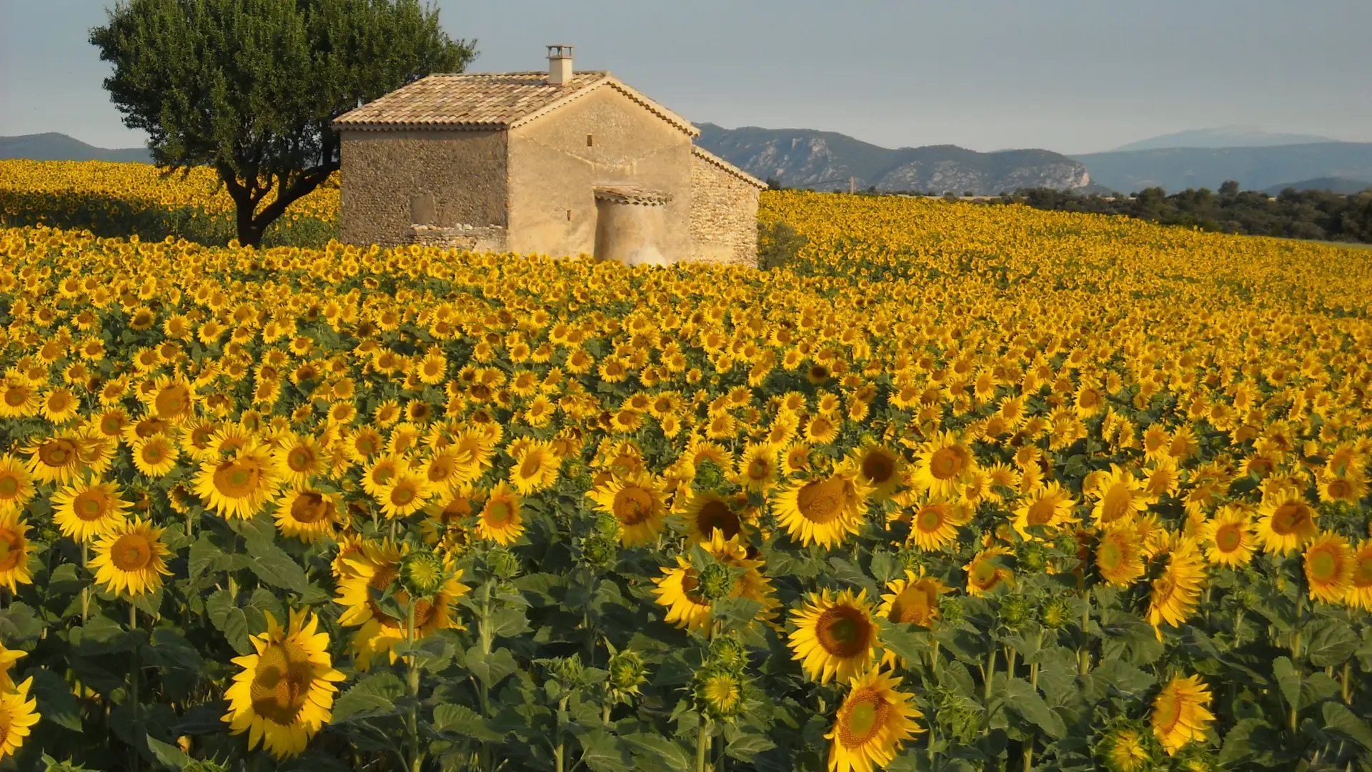 Champ de tournesols plateau de Valensole