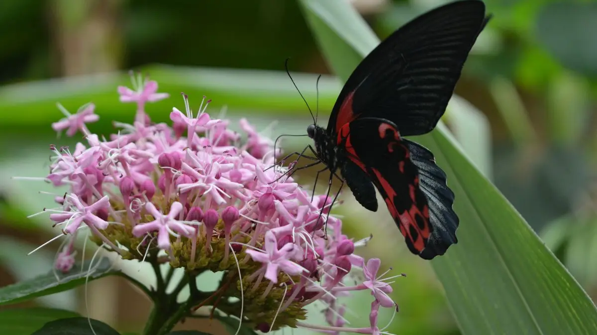 Carbet Amazonien, ferme aux papillons