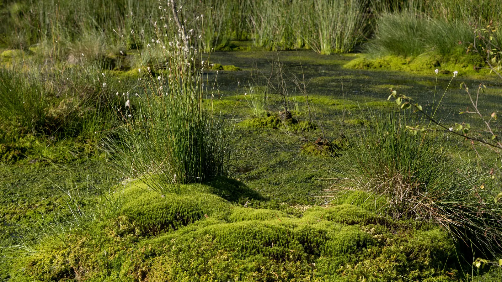 Espace naturel sensible - ENS - Tourbière de Font blanche