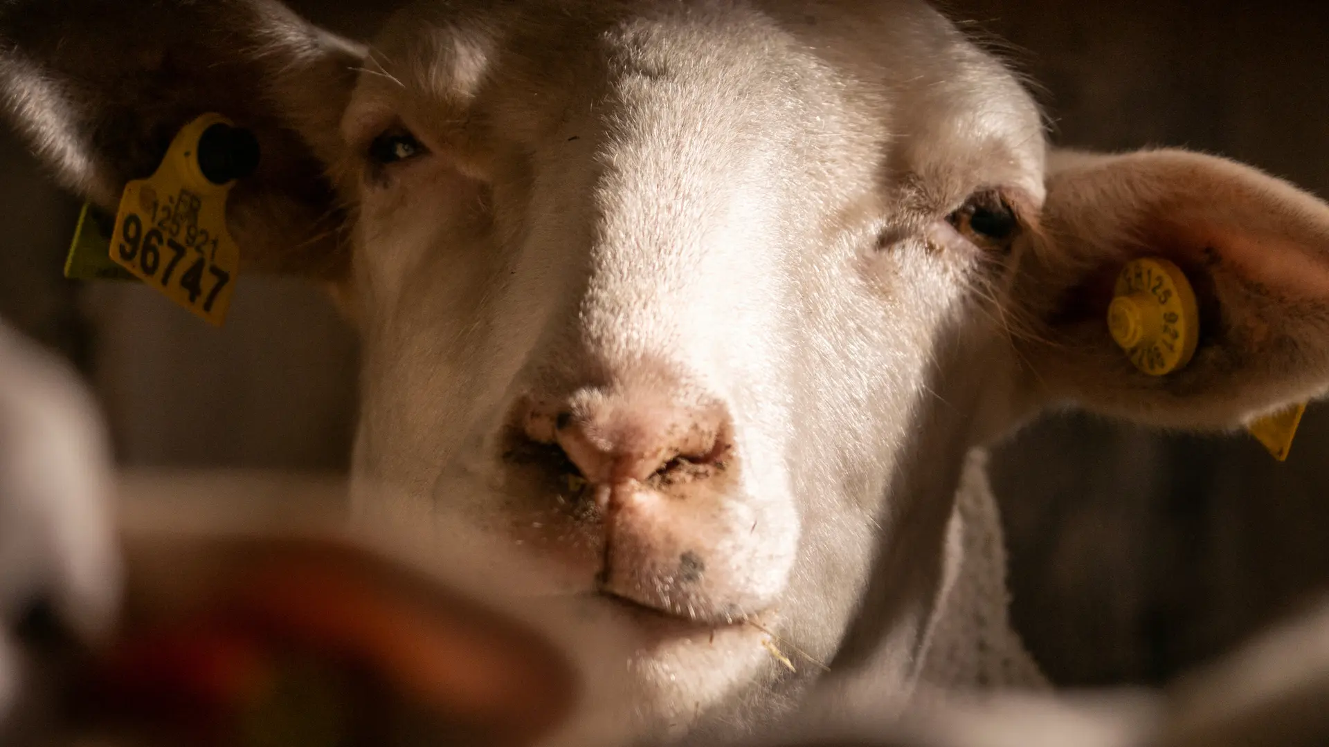 La maison des bêtes à laine