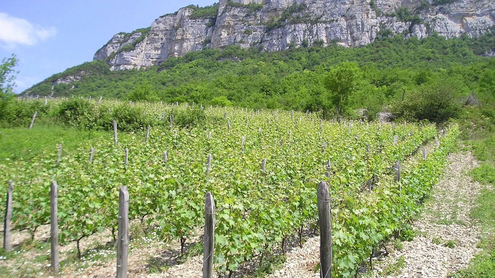 Les vignes des grangeons de l'Albarine