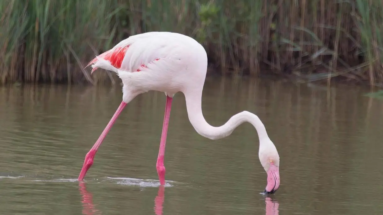 La Camargue