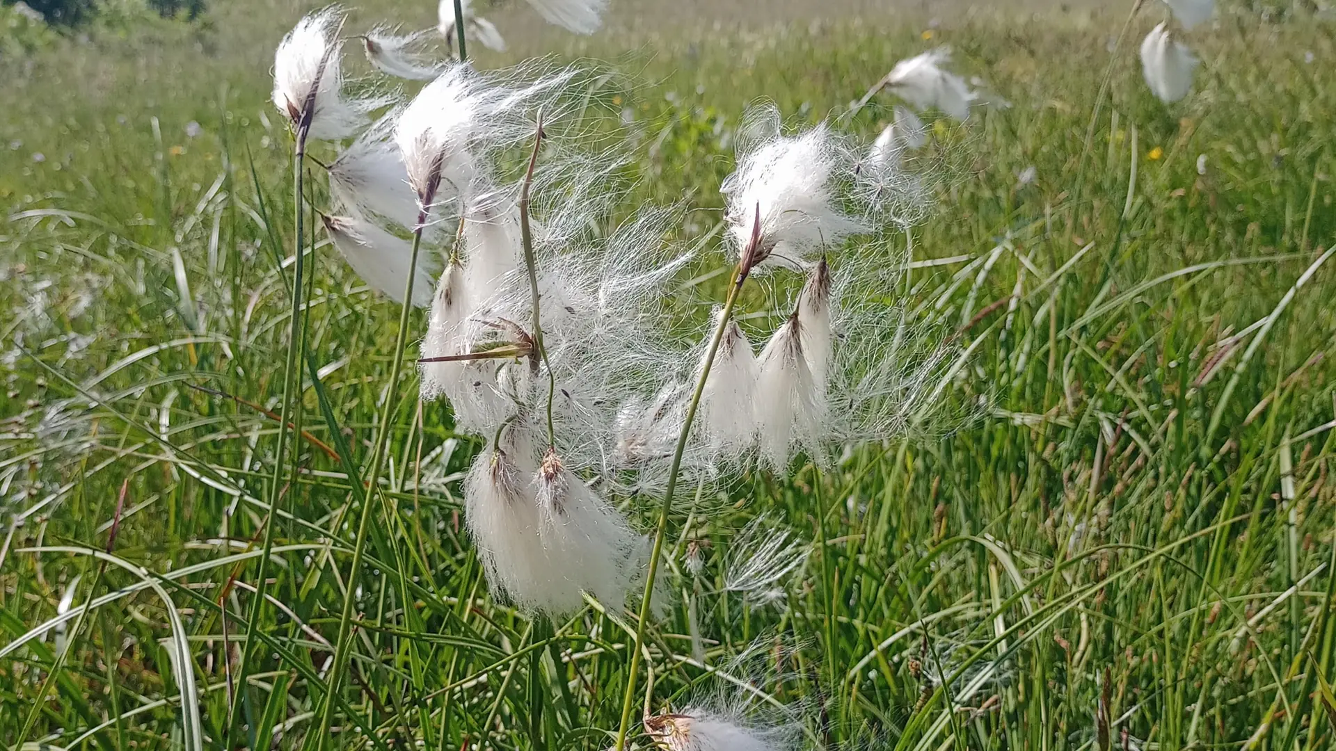 Chastan Sport - Randonnée trottinette Tout Terrain et location Fat Bike à assistance électrique_Crévoux