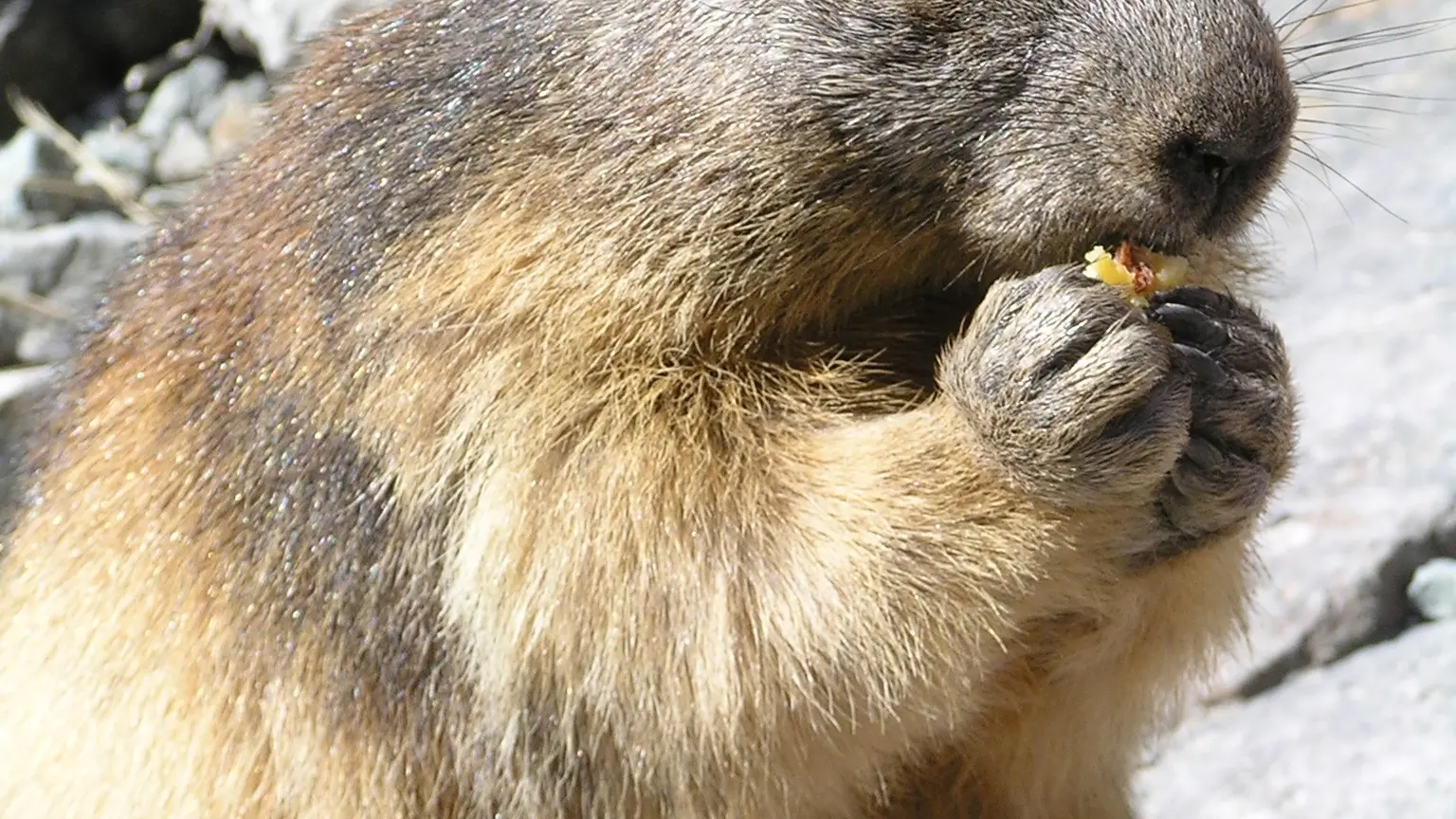 Marmotte qui se régale