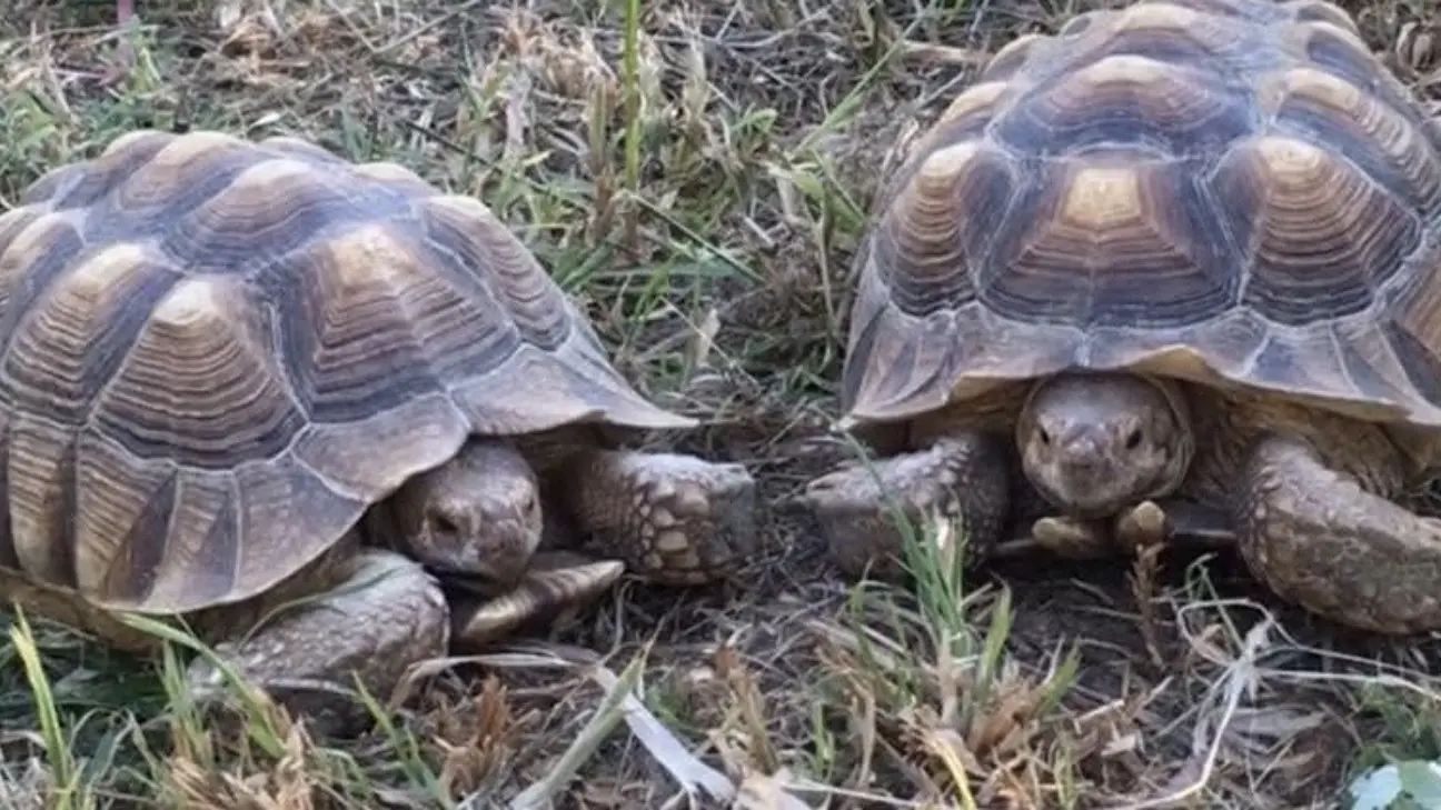 Les tortues africaines au Jardin Zoologique Tropical à La Londe les Maures