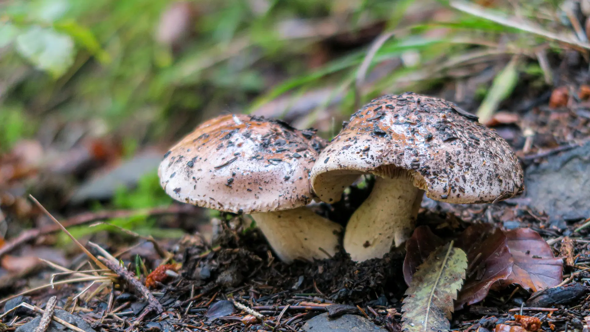 Champignons