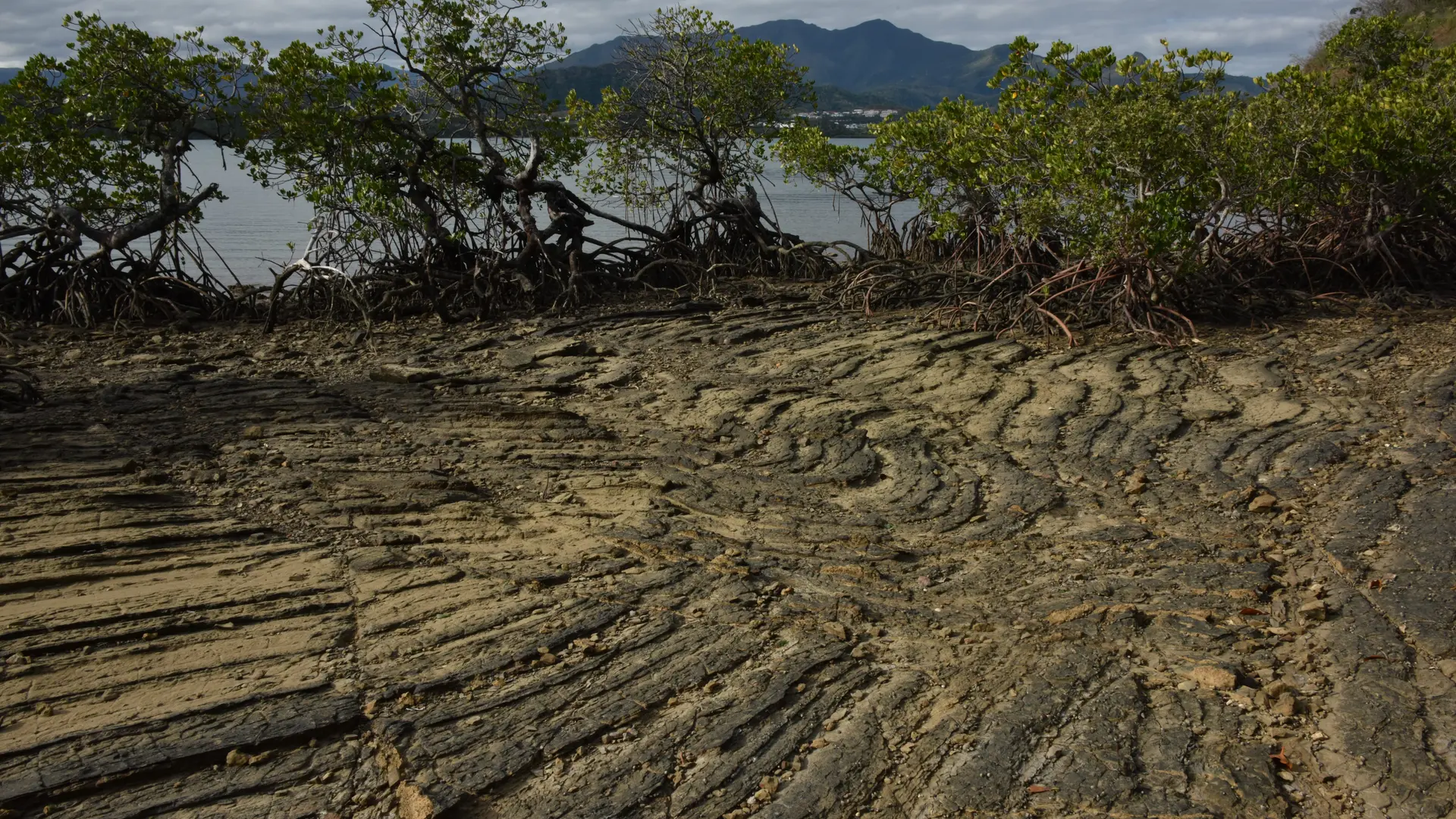 La mangrove