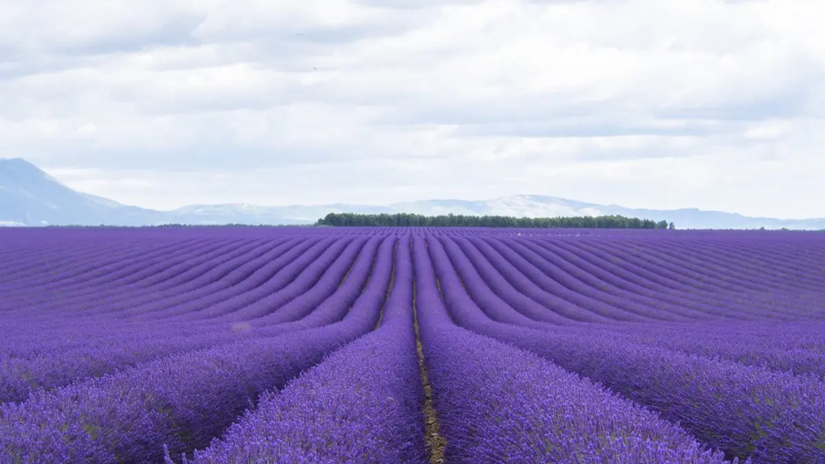 MD Provence Jardin