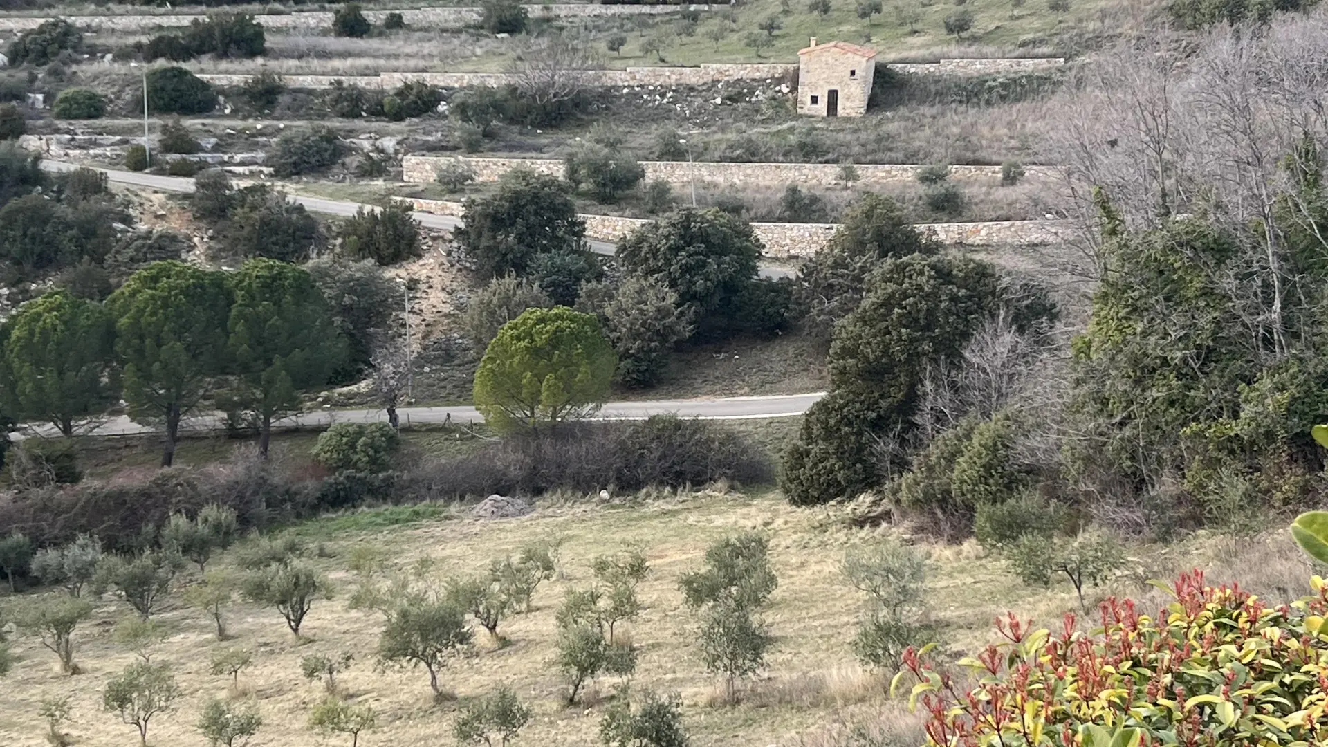 Olive grove of Baudinard