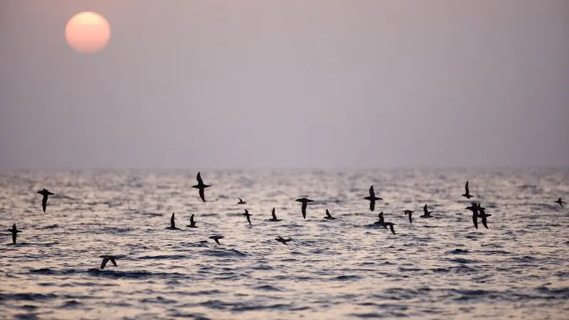 Sortie baleines et dauphins