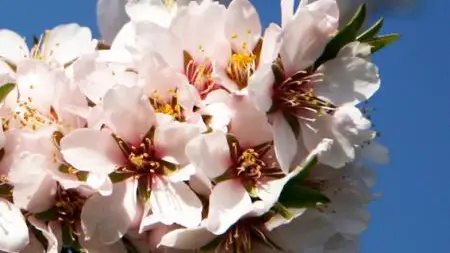 Fleurs des amandiers