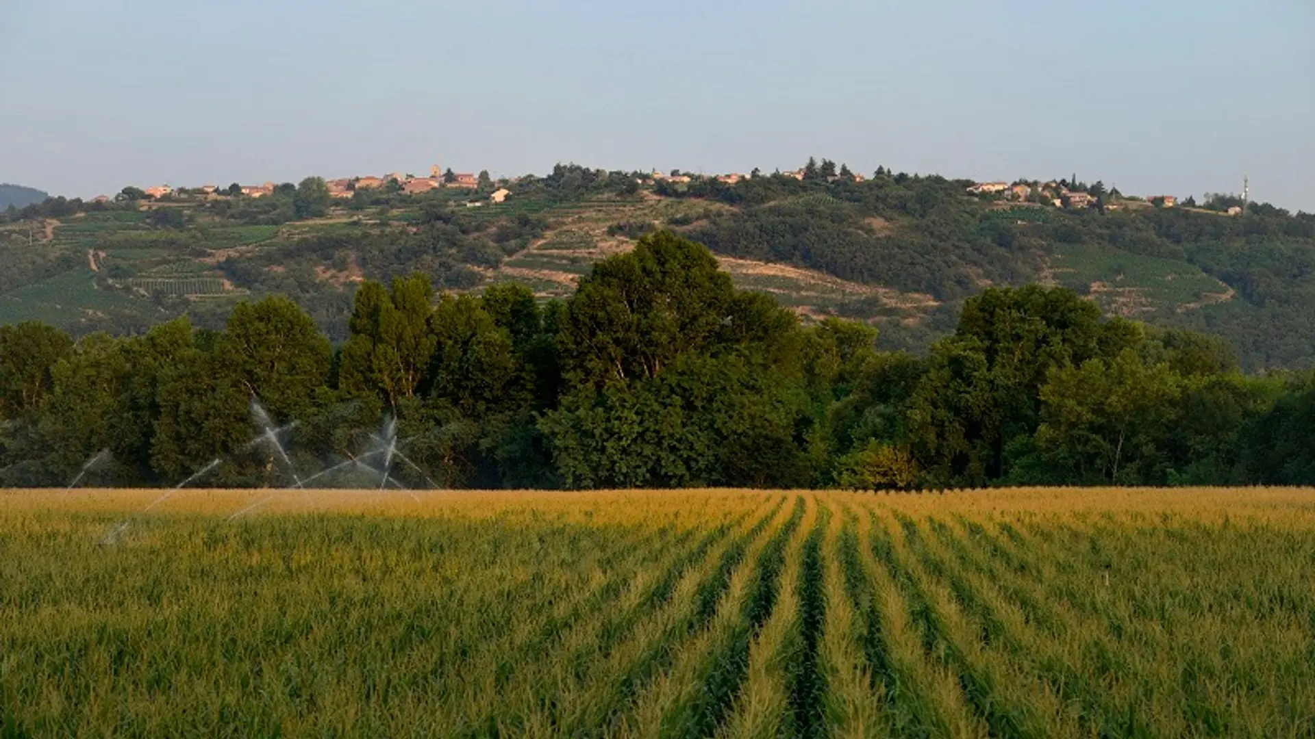 Champs et vue sur les vignobles