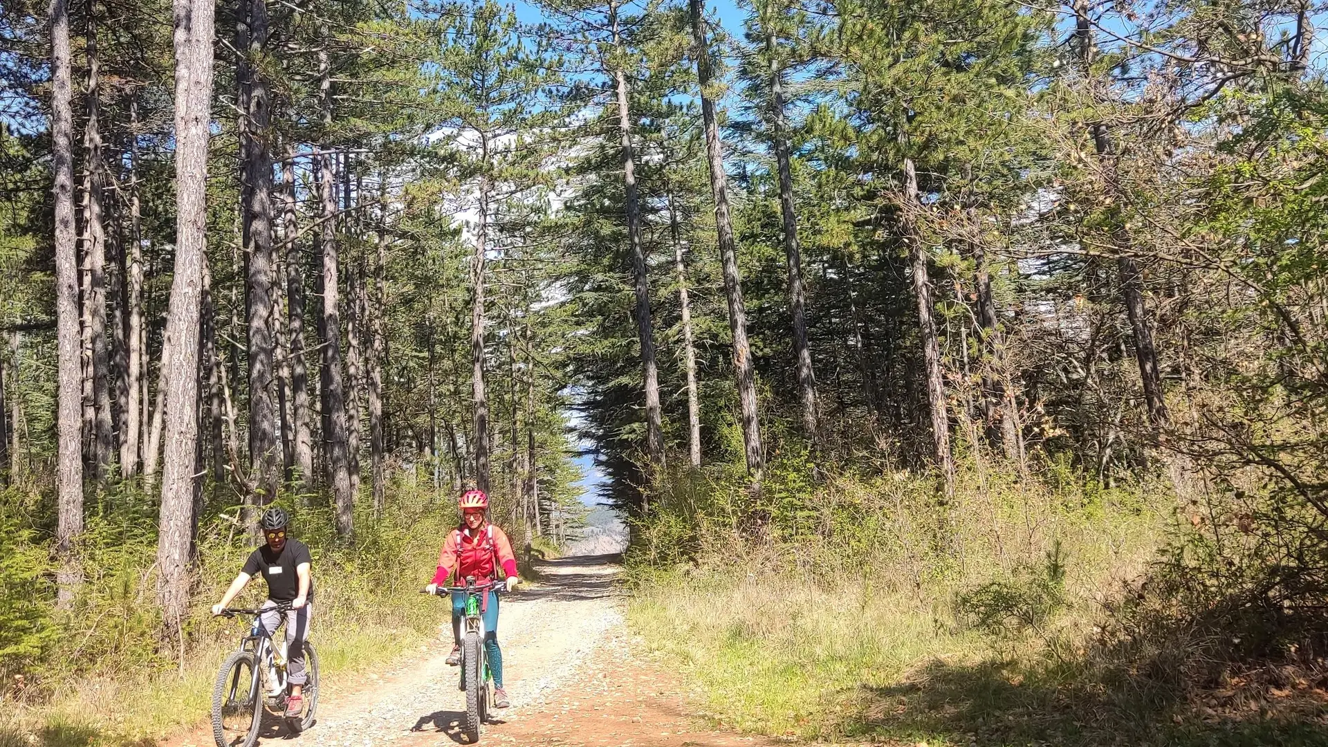 Sur piste forestière