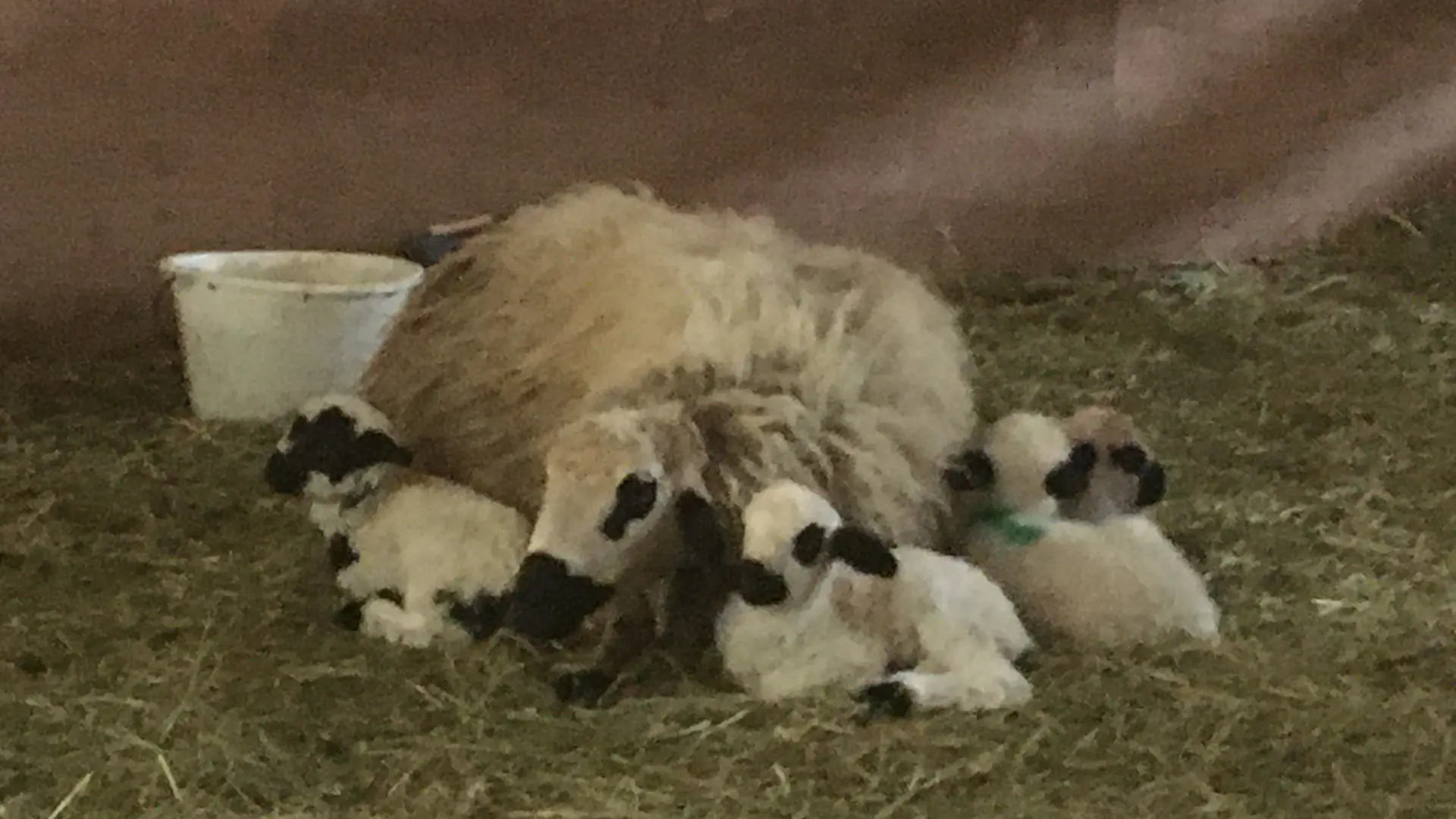 Chèvres de Samonod_Valromey-sur-Séran