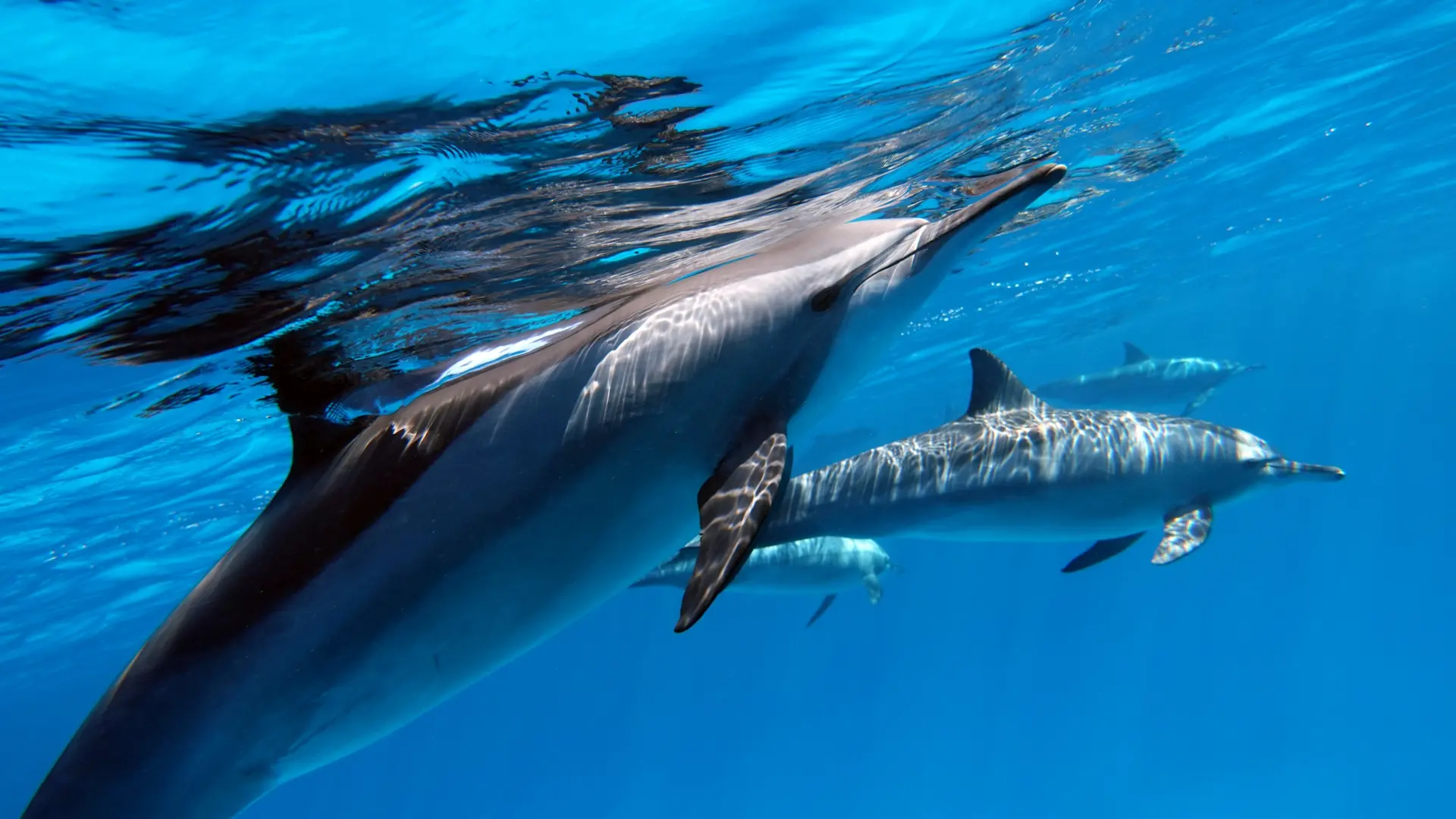 Dolphins