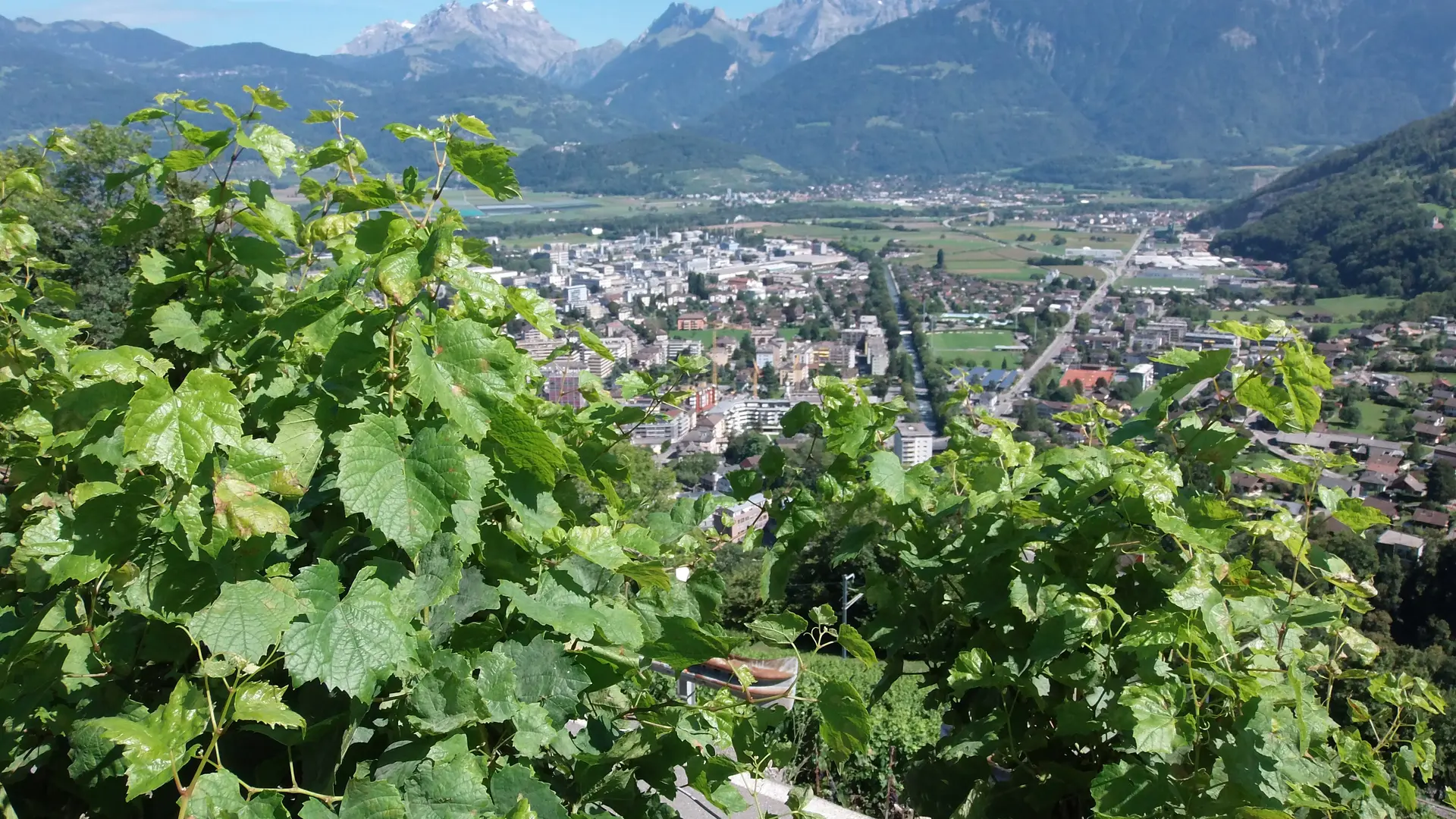 La vigne au-dessus de la ville de Monthey.
