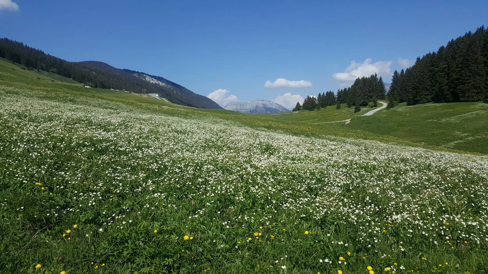 Le Plateau en fleurs