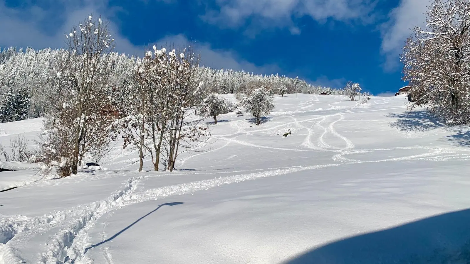 Champ situé derrière le chalet