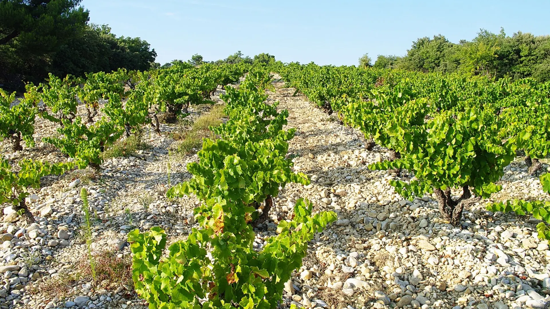 Le vignoble