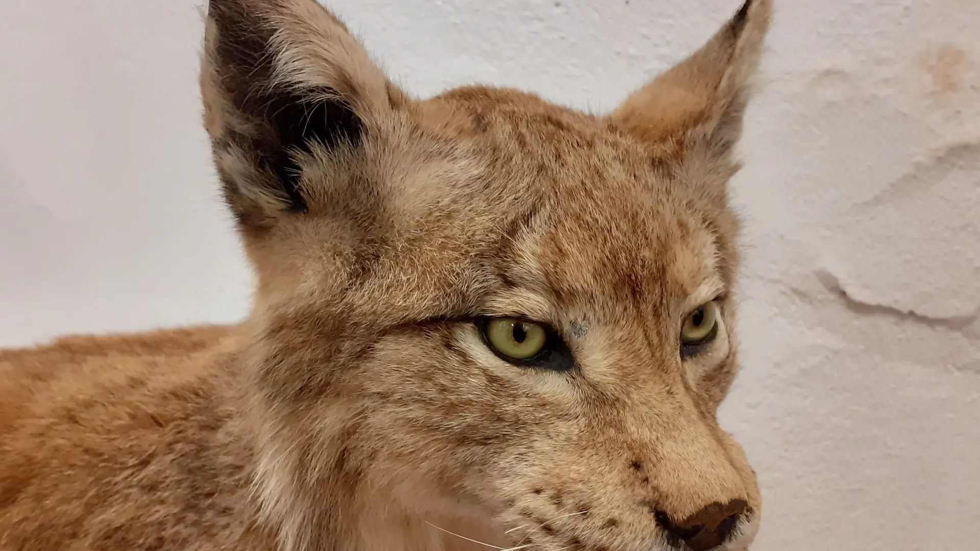 Museum Requien - Lynx