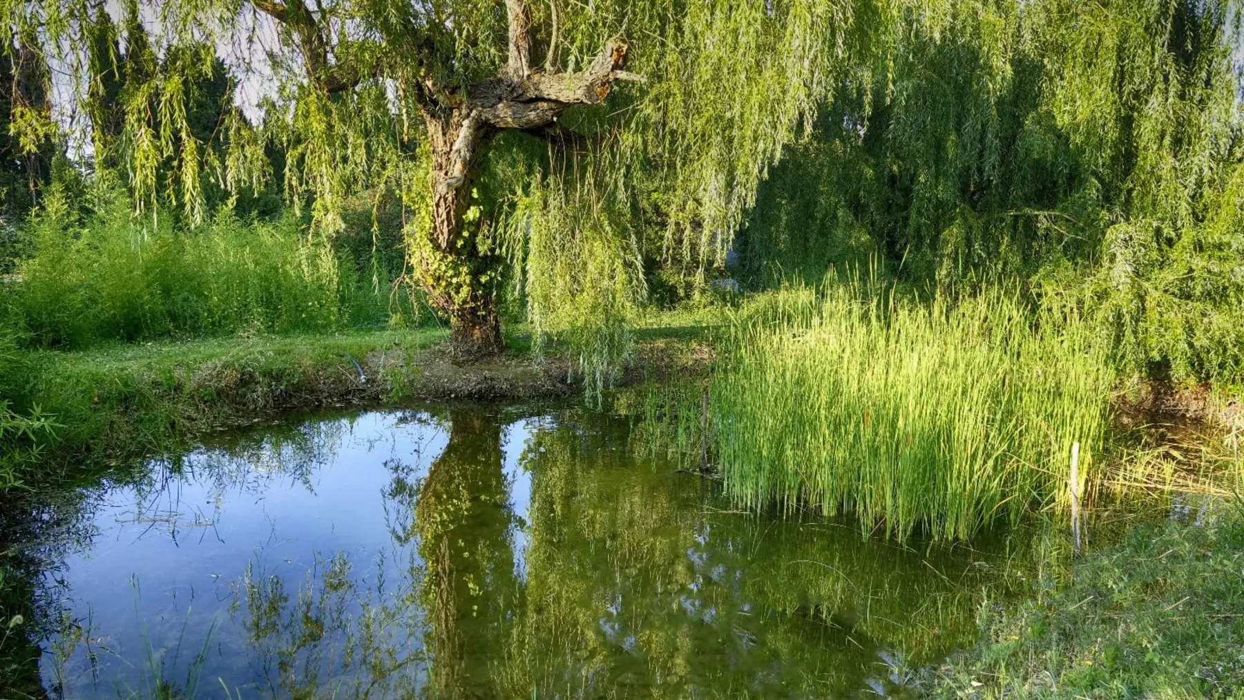 La Guinguette_Saint-Rémy-de-Provence