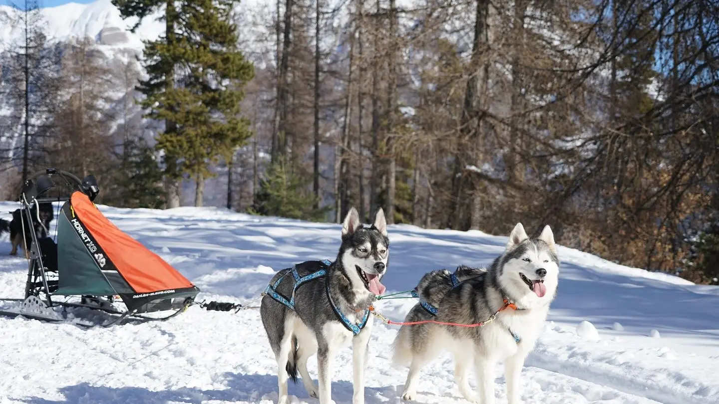 Chiens de traineau