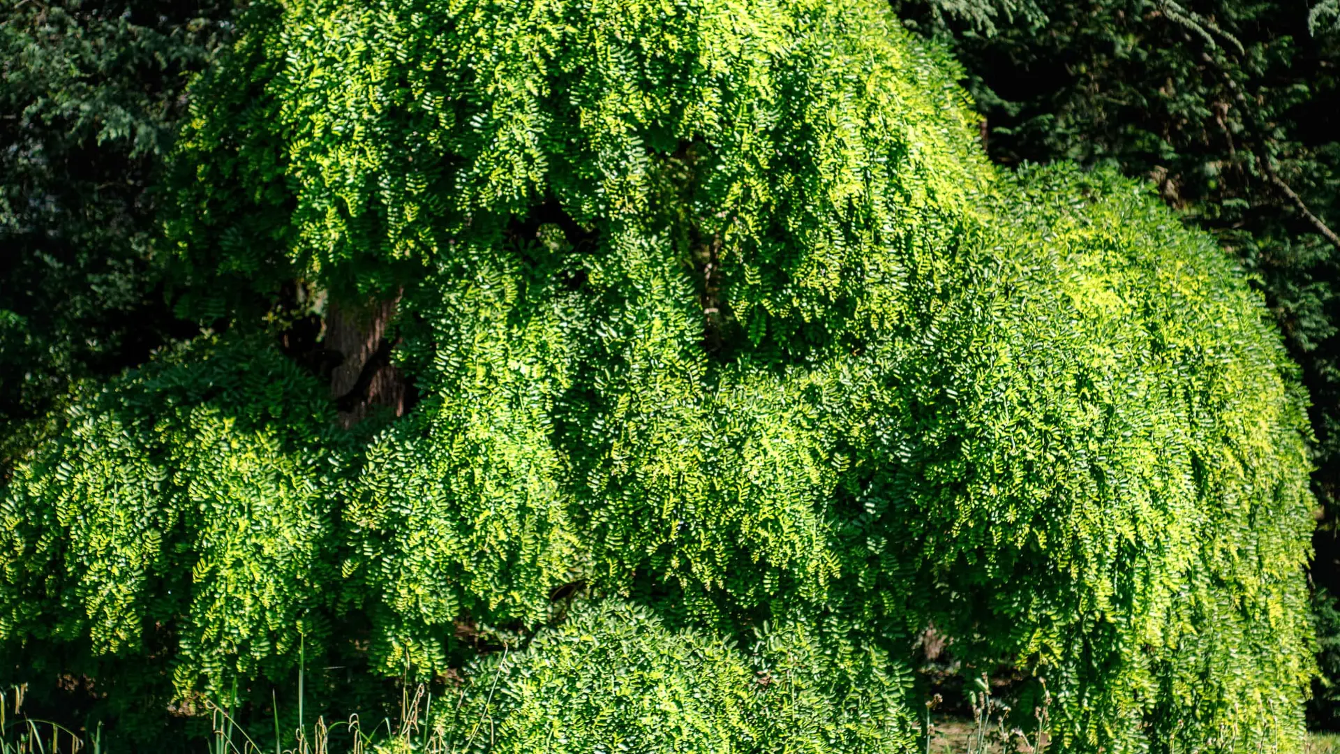 Parc du musée Hébert