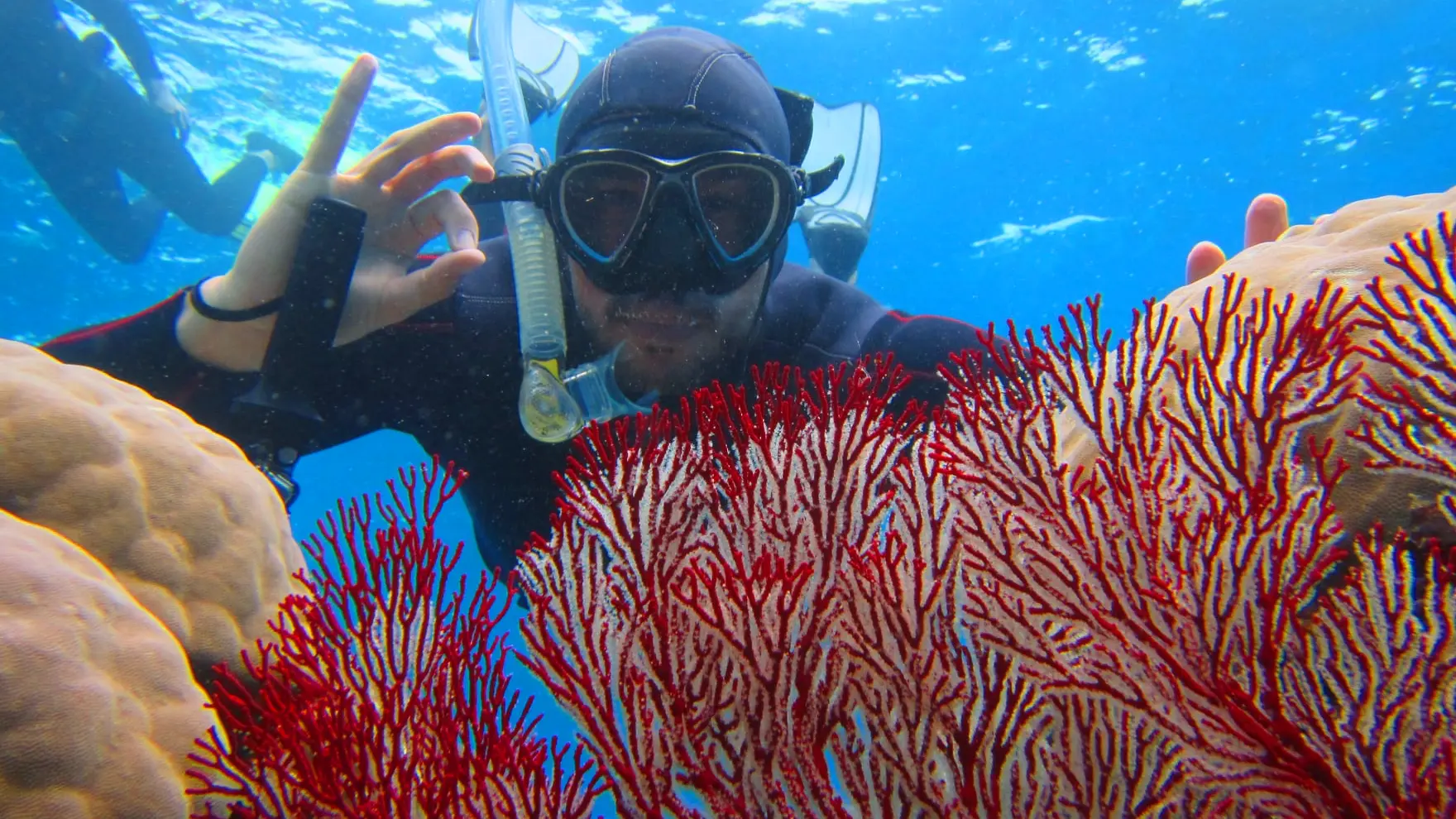 corail, plongée, randonnée palmée, poindimié