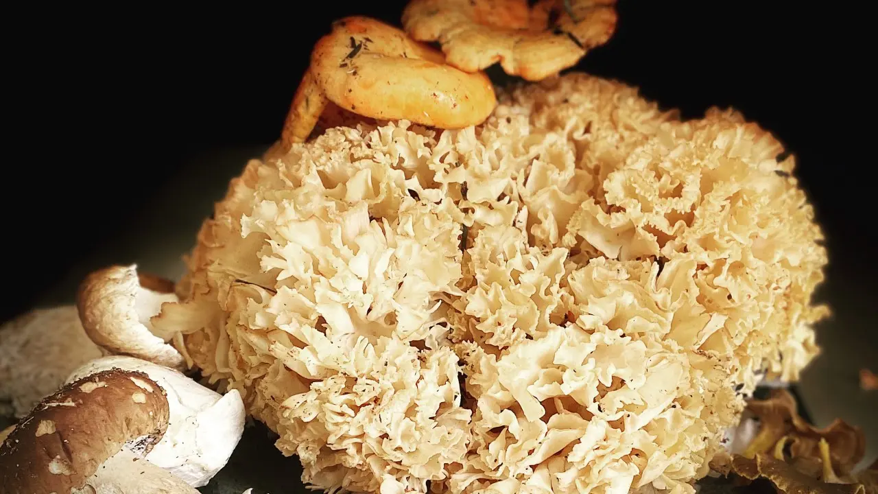 Champignons